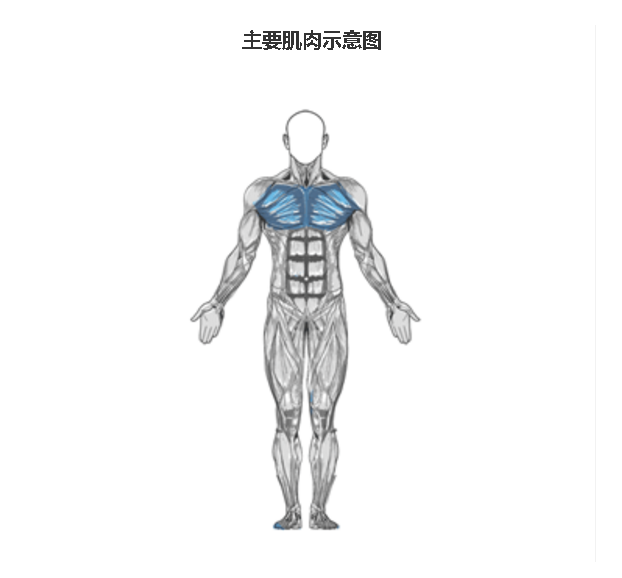 大飞鸟锻炼肌肉示意图